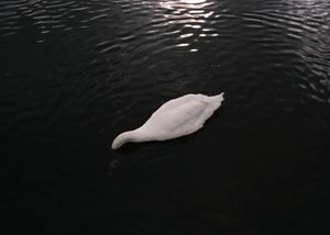 A River Without Bridges