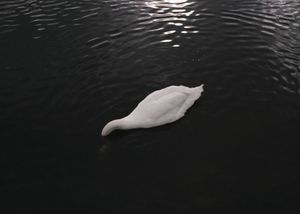 A River Without Bridges