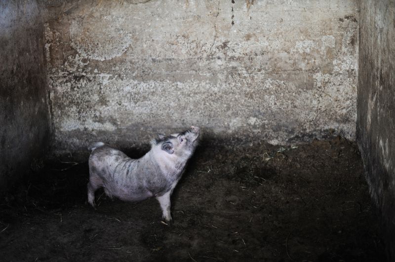 © Domenico Fabio Itri - Swine in a pigsty. In many cases, the 'Ndrangheta disposed of bodies by feeding them to pigs.