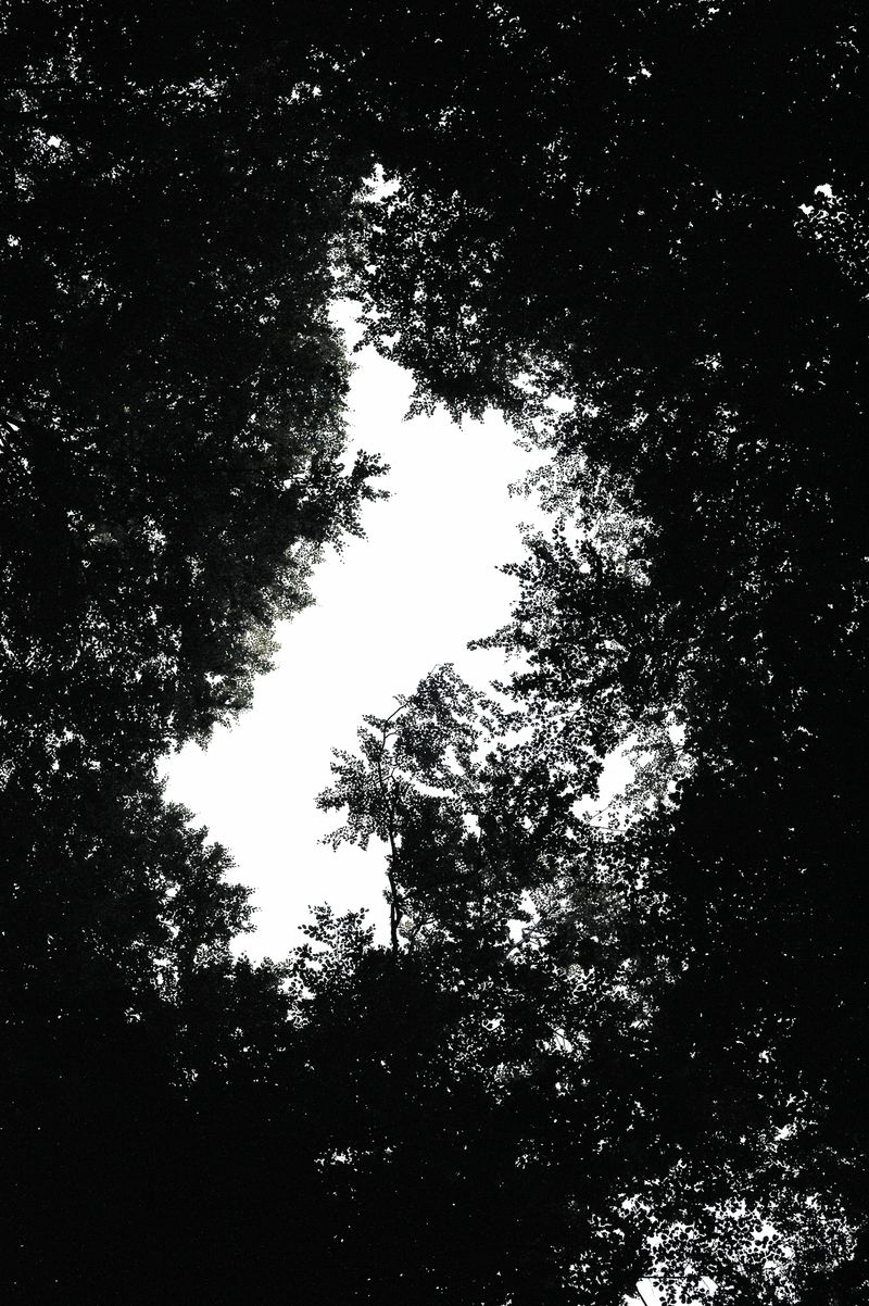 © Domenico Fabio Itri - A forest in Aspromonte,