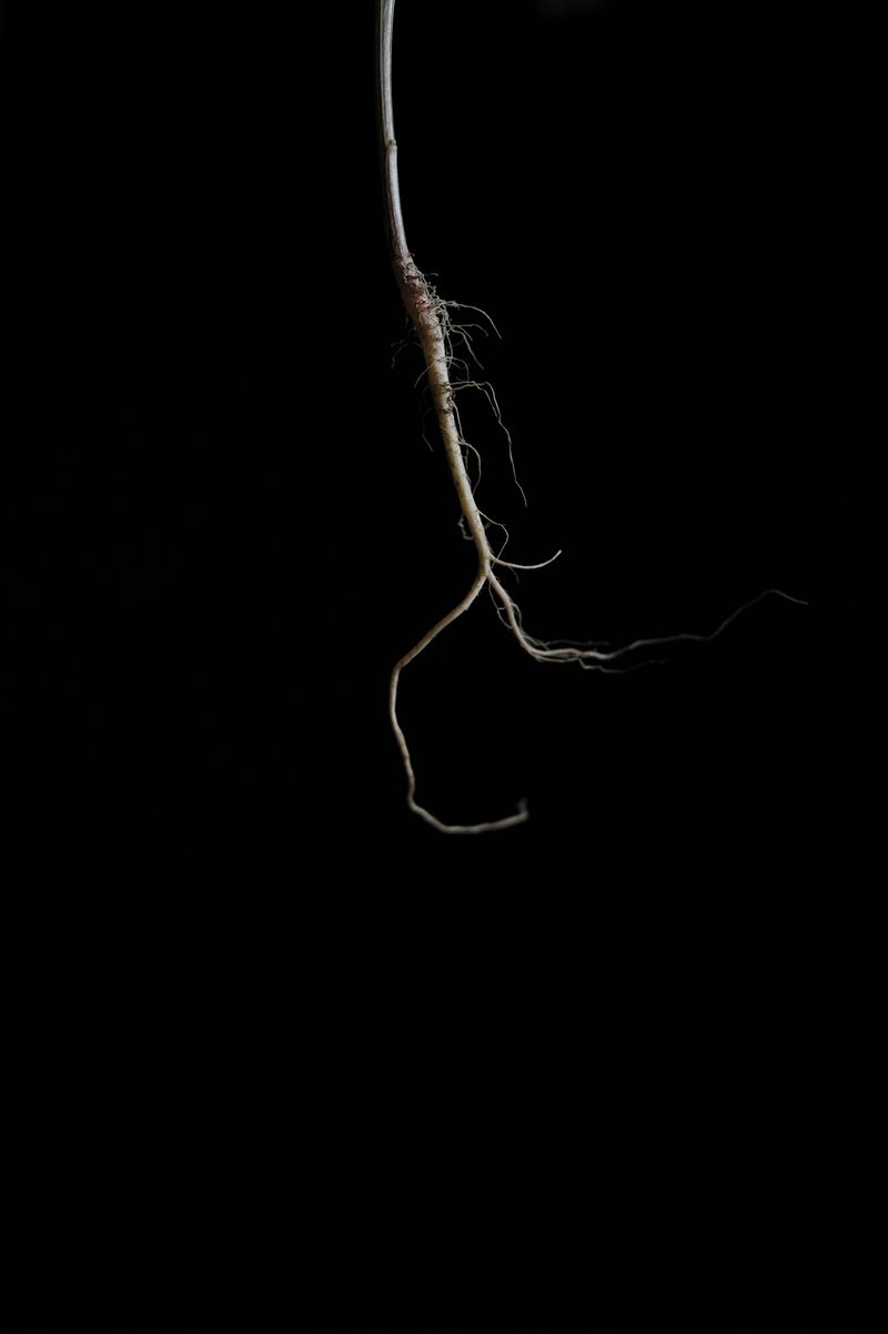 © Domenico Fabio Itri - Detectives suppose that the corpses of the eight kidnapped individuals were buried on the slopes of Aspromonte.