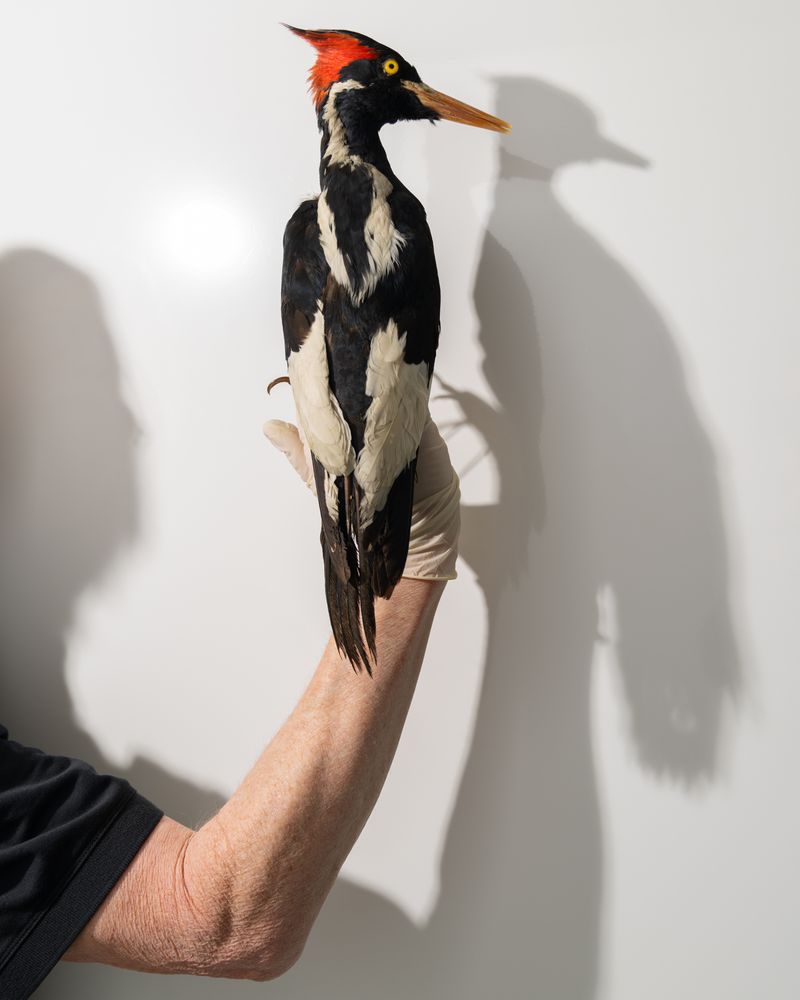 © Madeline Cass - Image from the sky burial photography project