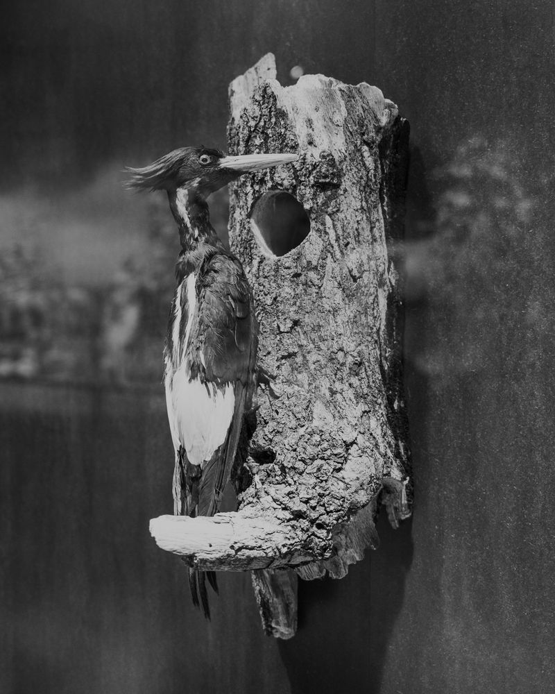 © Madeline Cass - Image from the sky burial photography project