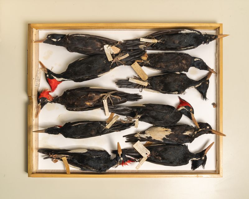 © Madeline Cass - Image from the sky burial photography project