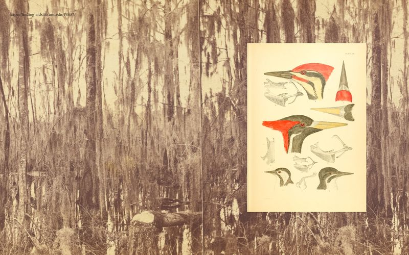 © Madeline Cass - Image from the sky burial photography project