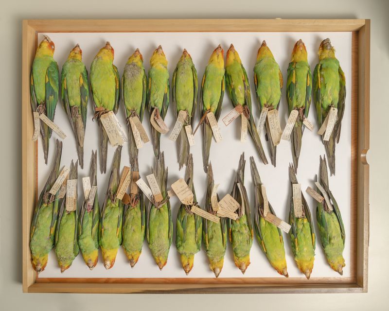 © Madeline Cass - Image from the sky burial photography project