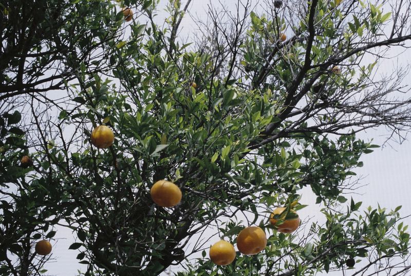 © Elizabeth Trejo - Image from the We’ll die and housework is never done, "Nos morimos y el quehacer no se acaba" photography project