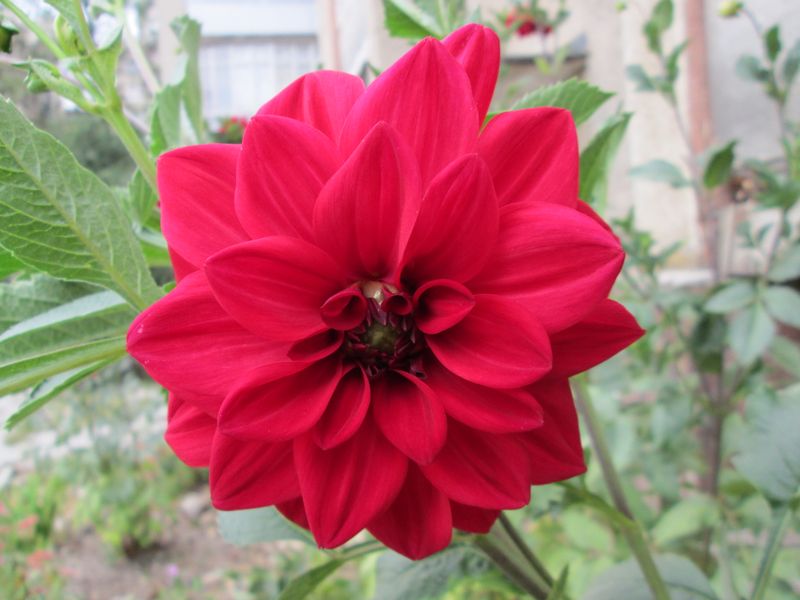 © Andrei  Kolyaskin - Flowers  of   Ivano - Frankivsk  City , Ukraine .