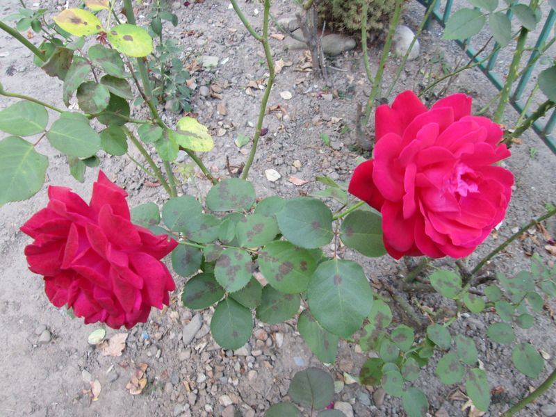 © Andrei  Kolyaskin - Flowers  of   Ivano - Frankivsk  City , Ukraine .