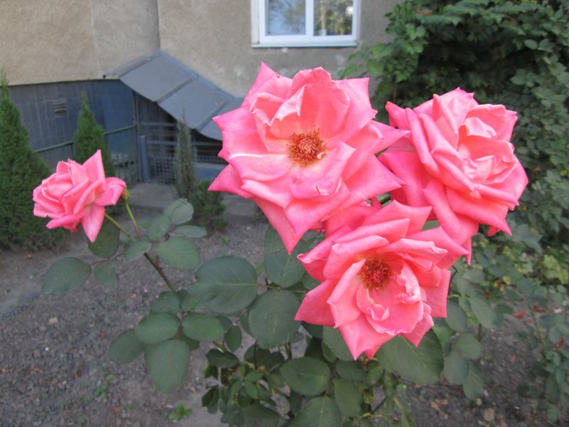 © Andrei  Kolyaskin - Flowers  of   Ivano - Frankivsk  City , Ukraine .