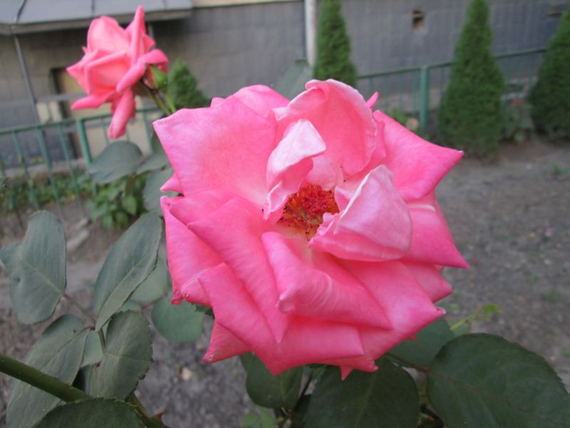 © Andrei  Kolyaskin - Flowers  of   Ivano - Frankivsk  City , Ukraine .