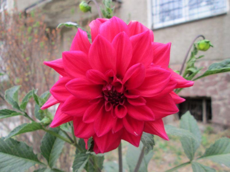 © Andrei  Kolyaskin - Flowers  of   Ivano - Frankivsk  City , Ukraine .