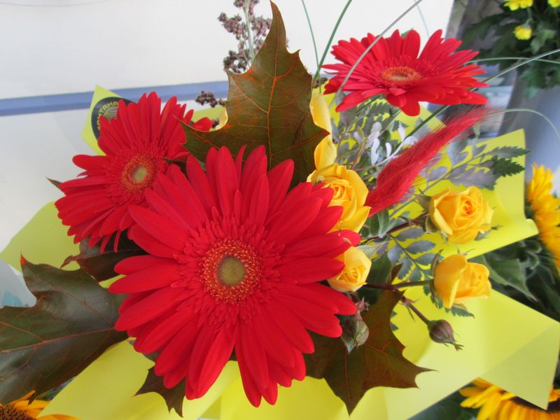 © Andrei  Kolyaskin - Flowers  of   Ivano - Frankivsk  City , Ukraine .