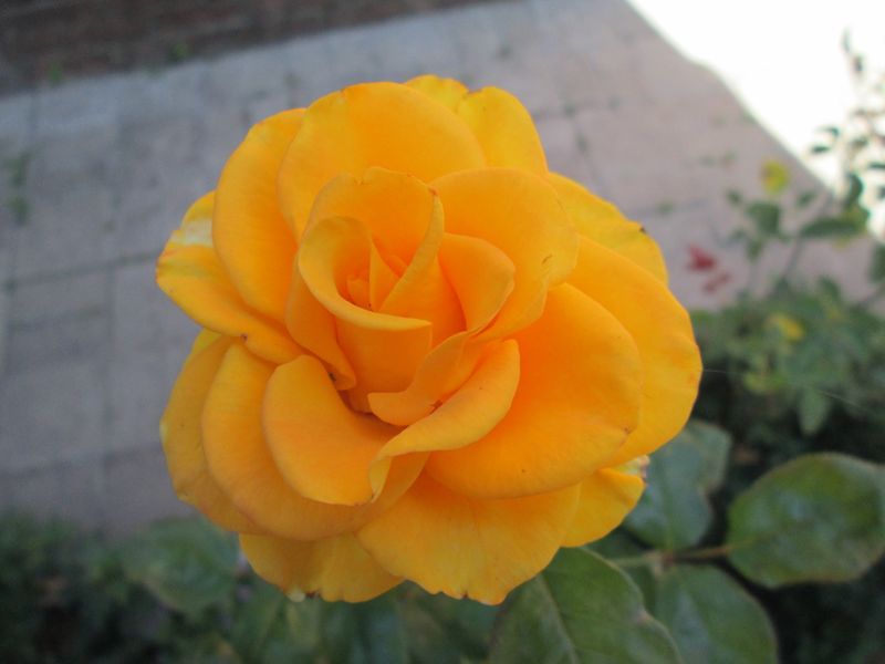 © Andrei  Kolyaskin - Flowers  of   Ivano - Frankivsk  City , Ukraine .