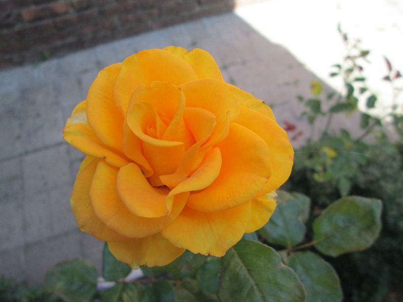 © Andrei  Kolyaskin - Flowers  of   Ivano - Frankivsk  City , Ukraine .