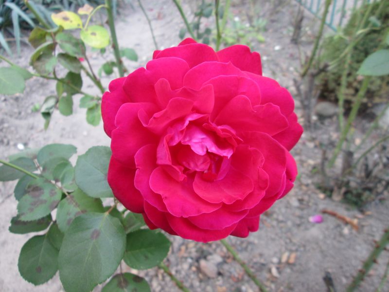 © Andrei  Kolyaskin - Flowers  of   Ivano - Frankivsk  City , Ukraine .