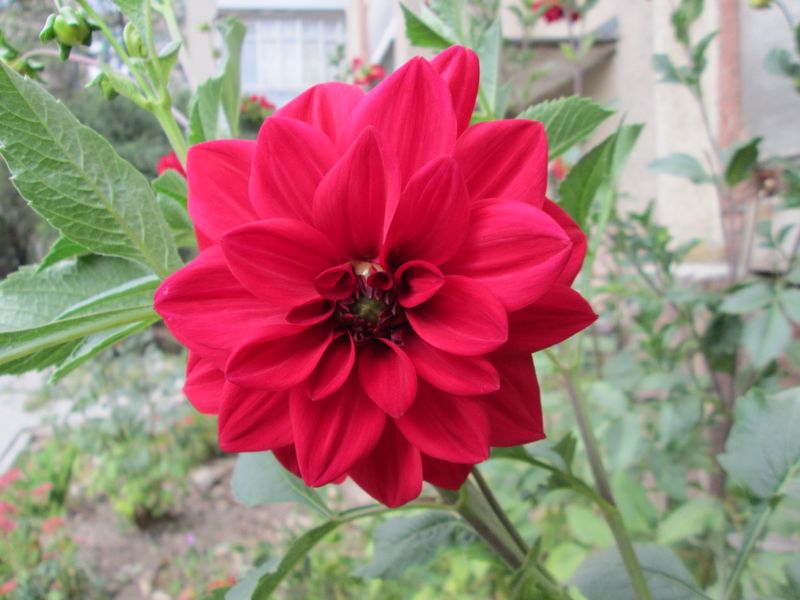 © Andrei  Kolyaskin - Flowers  of   Ivano - Frankivsk  City , Ukraine .