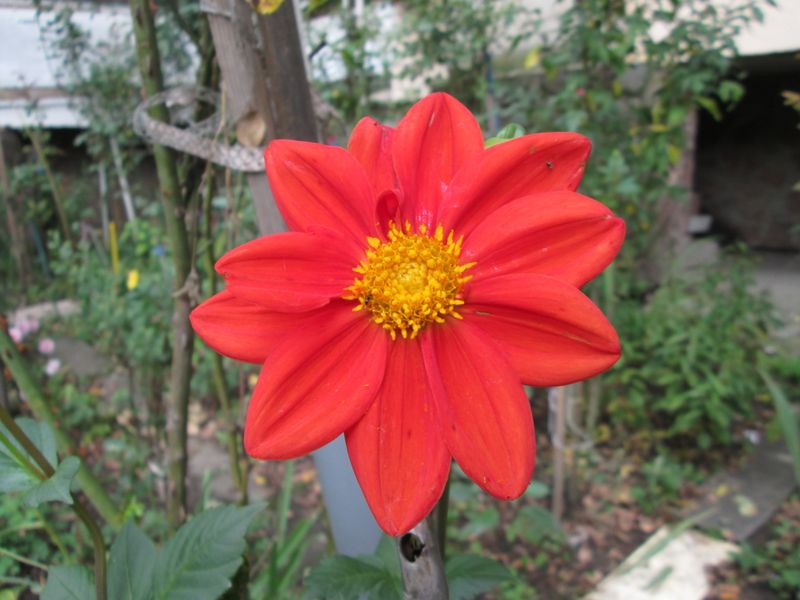 © Andrei  Kolyaskin - Flowers  of   Ivano - Frankivsk  City , Ukraine .