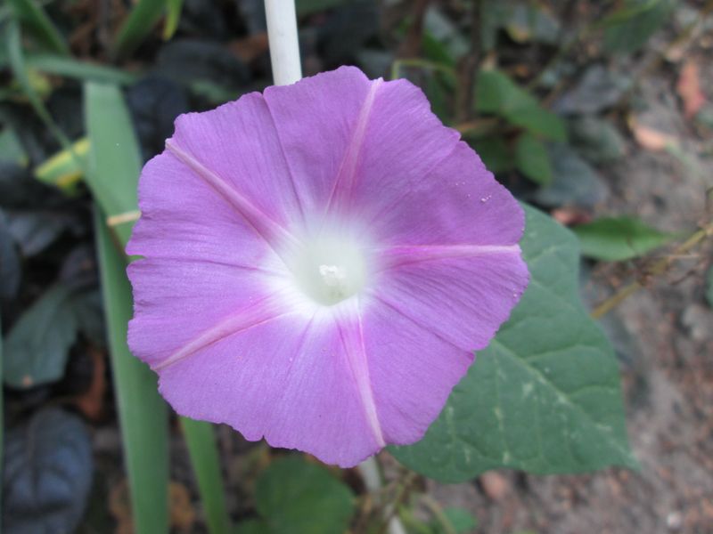 © Andrei  Kolyaskin - Flowers  of   Ivano - Frankivsk  City , Ukraine .