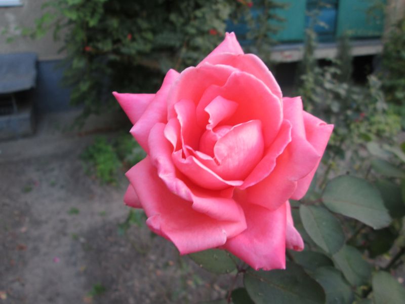 © Andrei  Kolyaskin - Flowers  of   Ivano - Frankivsk  City , Ukraine .