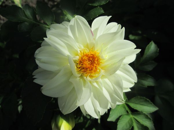 © Andrei  Kolyaskin - Flowers  of   Ivano - Frankivsk  City , Ukraine .