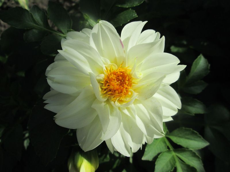 © Andrei  Kolyaskin - Flowers  of   Ivano - Frankivsk  City , Ukraine .