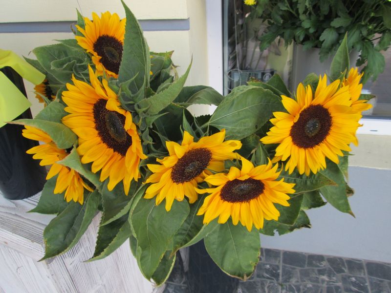 © Andrei  Kolyaskin - Flowers  of   Ivano - Frankivsk  City , Ukraine .