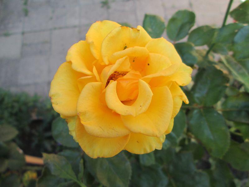 © Andrei  Kolyaskin - Flowers  of   Ivano - Frankivsk  City , Ukraine .