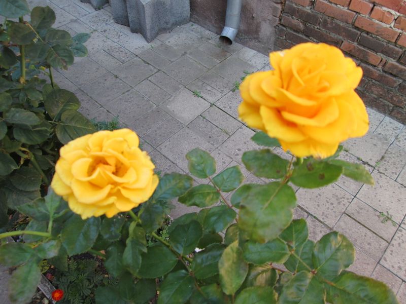 © Andrei  Kolyaskin - Flowers  of   Ivano - Frankivsk  City , Ukraine .