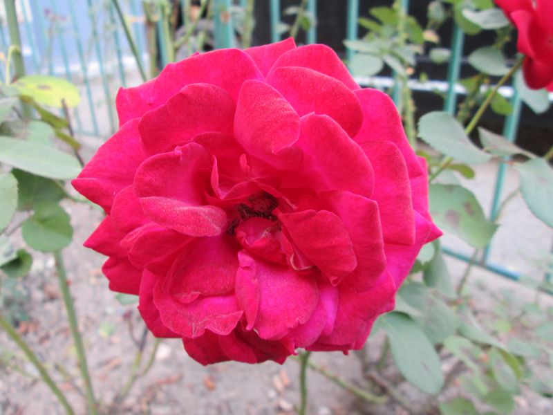 © Andrei  Kolyaskin - Flowers  of   Ivano - Frankivsk  City , Ukraine .