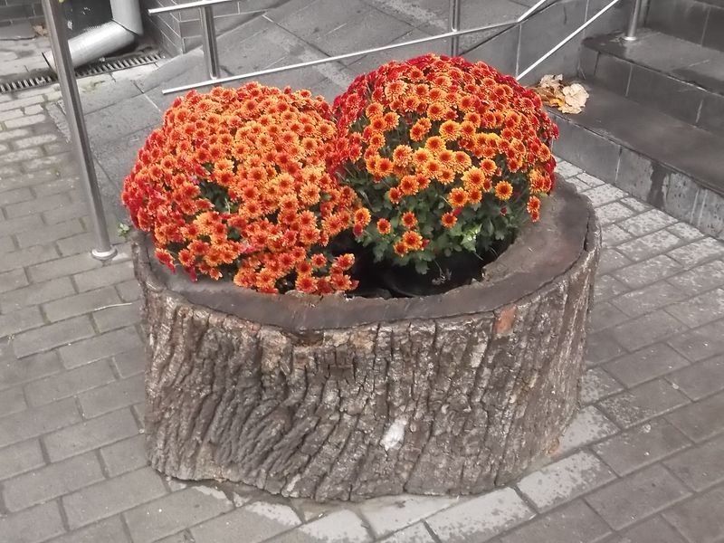 © Andrei  Kolyaskin - Flowers  in  Ivano - Frankivsk  City , Ukraine .