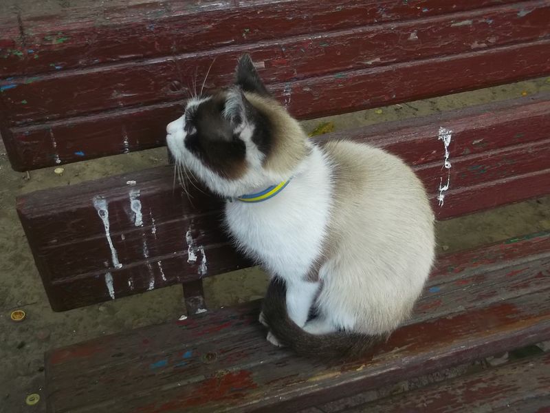 © Andrei  Kolyaskin - Cat  in  Ivano - Frankivsk  City ,  Ukraine .