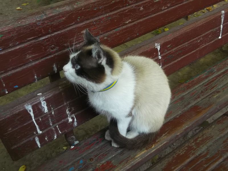 © Andrei  Kolyaskin - Cat  in  Ivano - Frankivsk  City ,  Ukraine .