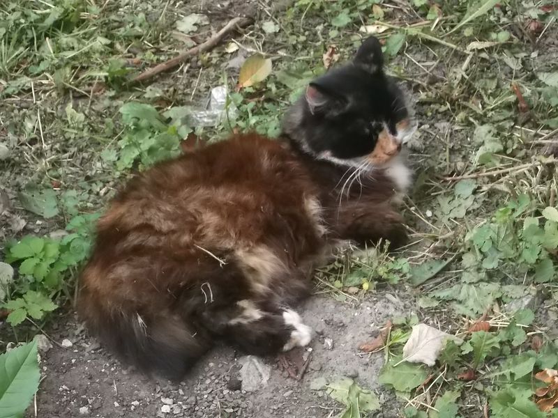 © Andrei  Kolyaskin - Cat  in  Ivano - Frankivsk  City ,  Ukraine .