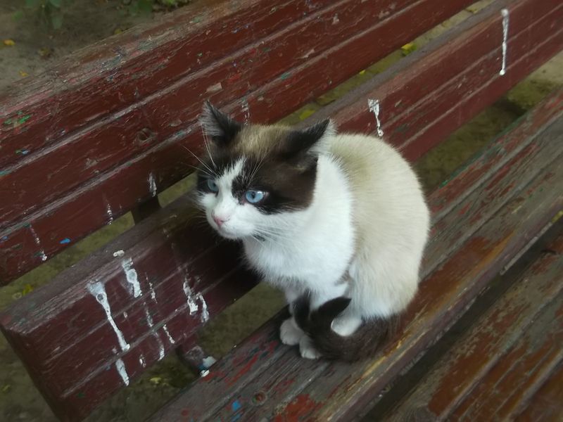 © Andrei  Kolyaskin - Cat  in  Ivano - Frankivsk  City ,  Ukraine .
