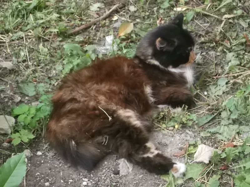 © Andrei  Kolyaskin - Cat  in  Ivano - Frankivsk  City ,  Ukraine .