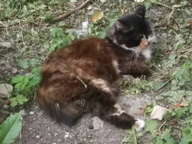 © Andrei  Kolyaskin - Cat  in  Ivano - Frankivsk  City ,  Ukraine .