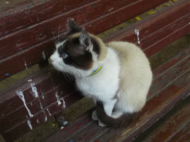 © Andrei  Kolyaskin - Cat  in  Ivano - Frankivsk  City ,  Ukraine .