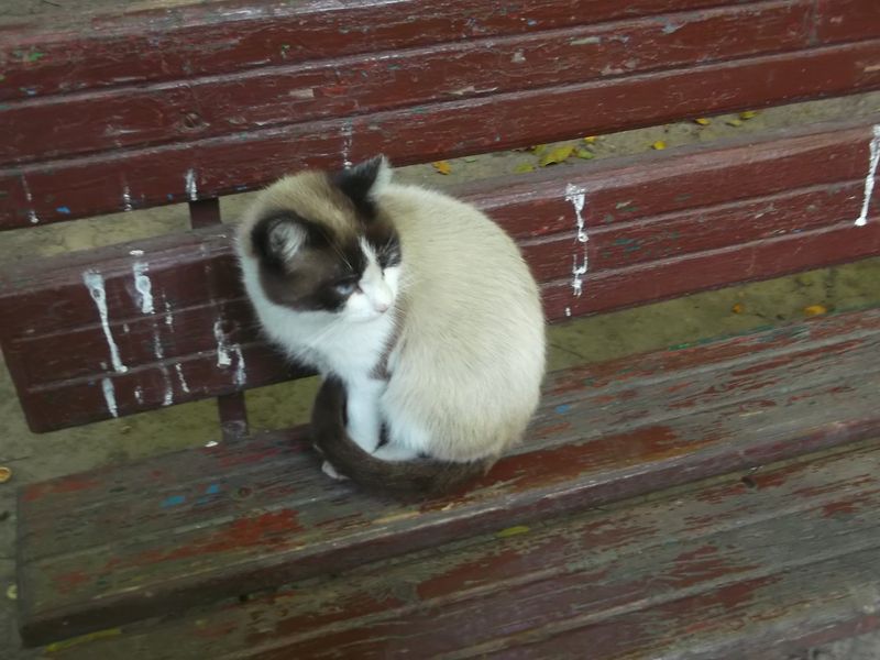 © Andrei  Kolyaskin - Cat  in  Ivano - Frankivsk  City ,  Ukraine .