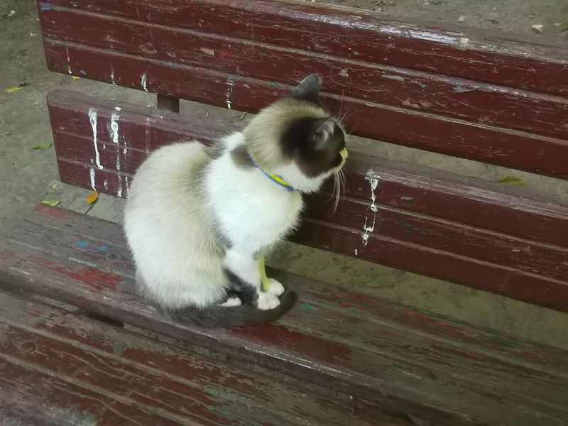 © Andrei  Kolyaskin - Cat  in  Ivano - Frankivsk  City ,  Ukraine .