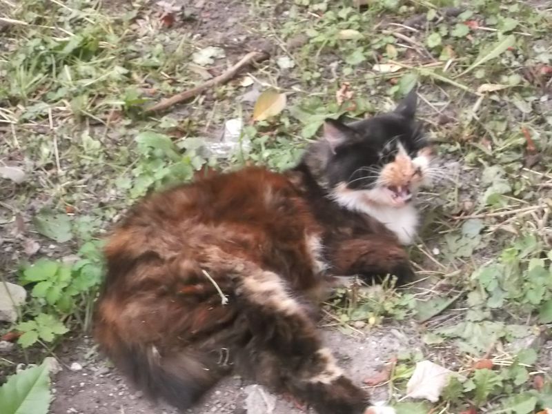 © Andrei  Kolyaskin - Cat  in  Ivano - Frankivsk  City ,  Ukraine .