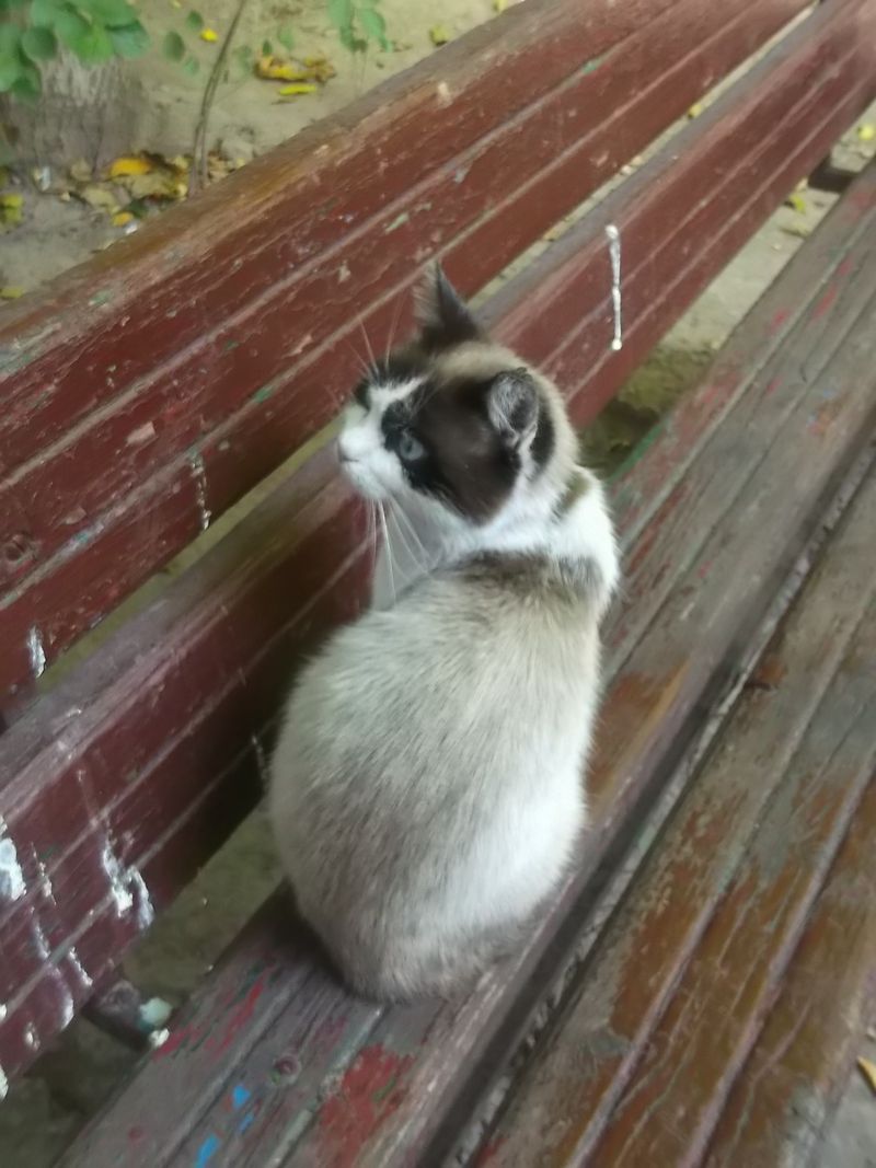 © Andrei  Kolyaskin - Cat  in  Ivano - Frankivsk  City ,  Ukraine .