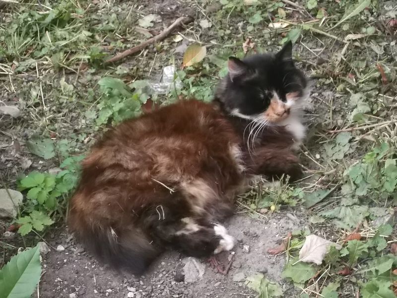 © Andrei  Kolyaskin - Cat  in  Ivano - Frankivsk  City ,  Ukraine .
