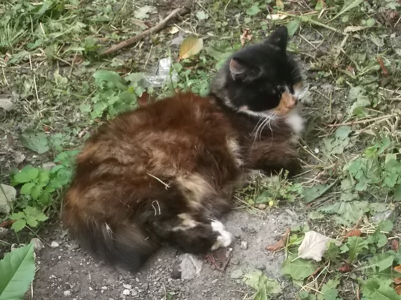 © Andrei  Kolyaskin - Cat  in  Ivano - Frankivsk  City ,  Ukraine .