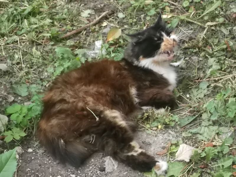 © Andrei  Kolyaskin - Cat  in  Ivano - Frankivsk  City ,  Ukraine .