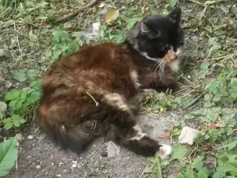 © Andrei  Kolyaskin - Cat  in  Ivano - Frankivsk  City ,  Ukraine .