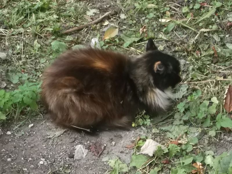 © Andrei  Kolyaskin - Cat  in  Ivano - Frankivsk  City ,  Ukraine .
