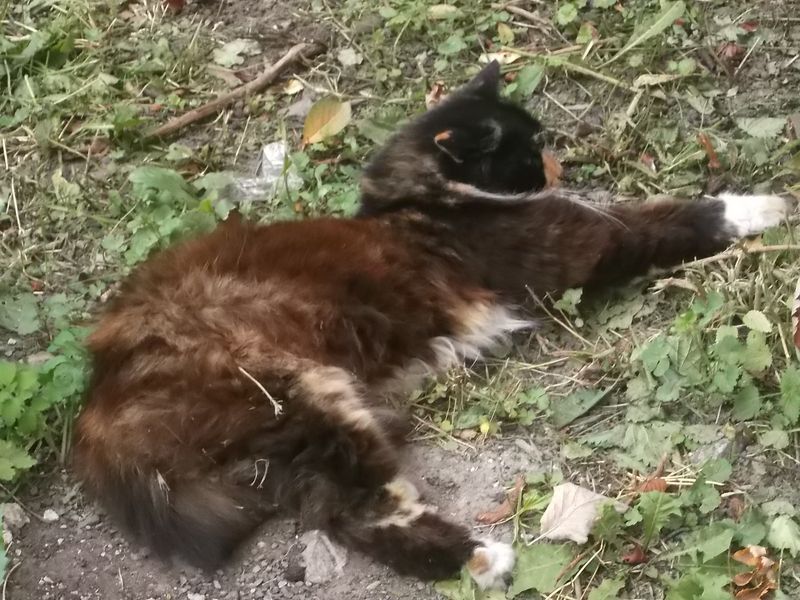 © Andrei  Kolyaskin - Cat  in  Ivano - Frankivsk  City ,  Ukraine .