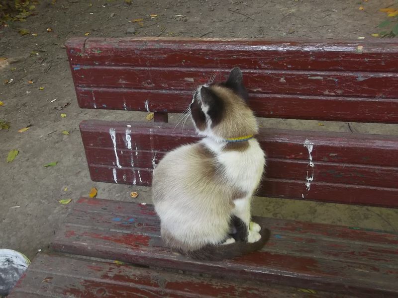 © Andrei  Kolyaskin - Cat  in  Ivano - Frankivsk  City ,  Ukraine .