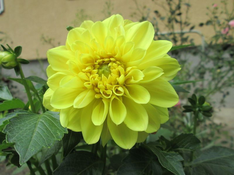 © Andrei  Kolyaskin - Flowers  of  Ivano - Frankivsk  City , Ukraine .